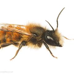 MYN Red Mason Bee 